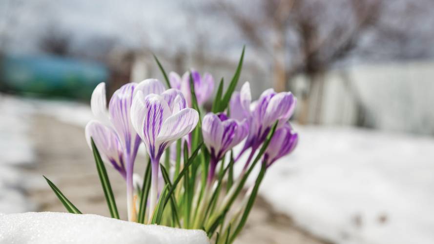 Krokus i snøen