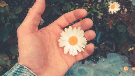 Hånd som holder en prestekrage blomst
