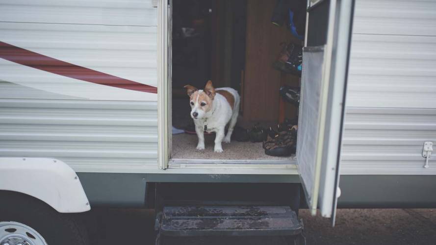 En liten hund som står i døren på en campingvogn