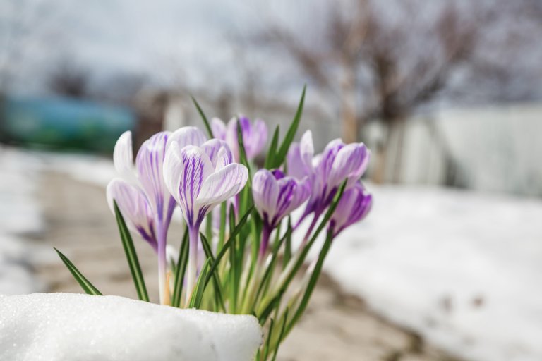 Krokus i snøen