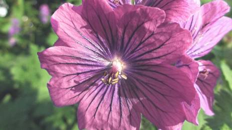 Lilla blomst