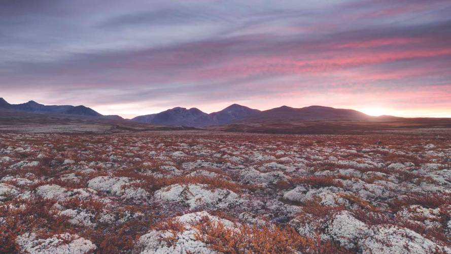 Tundra med solnedgang